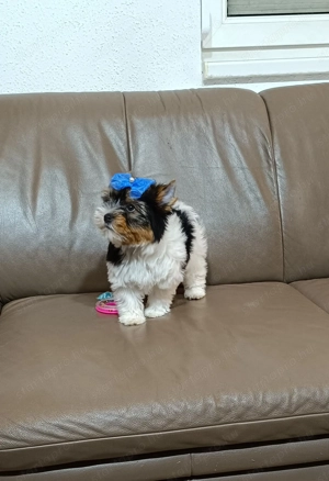 Biewer Yorkshire Terrier kiskutya eladó - kép 2