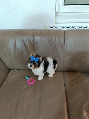 Biewer Yorkshire Terrier kiskutya eladó - kép 4