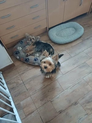 Yorkshire terrier - kép 2