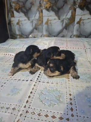 6 hetes mini yorkik foglalhatóak. - kép 1