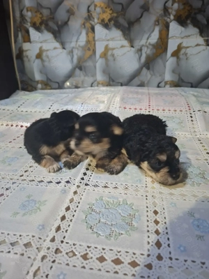 6 hetes mini yorkik foglalhatóak. - kép 2