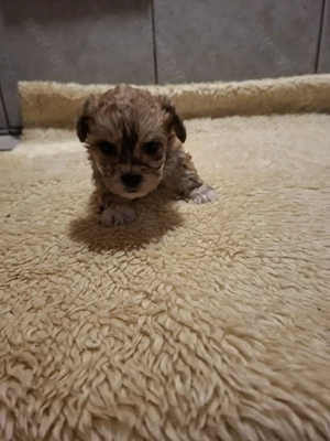 6 hetes mini yorkik foglalhatóak. - kép 4