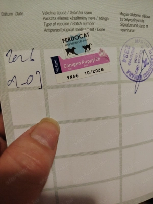 Eladó fajta tiszta yorki kislányok  - kép 3