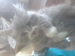 Maine conn három hónapos fiú cica - kép 4