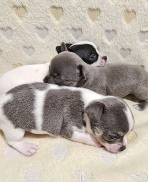 Színes csivava babyk foglalhatóak! - kép 6