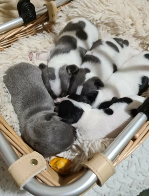 Színes csivava babyk foglalhatóak! - kép 2