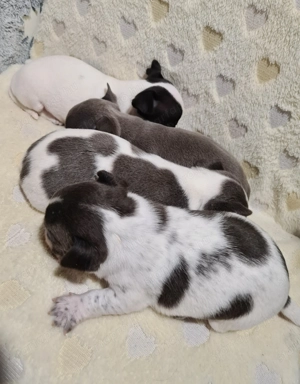 Színes csivava babyk foglalhatóak! - kép 3