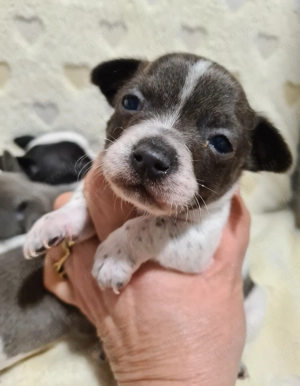 Színes csivava babyk foglalhatóak! - kép 11