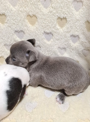 Színes csivava babyk foglalhatóak! - kép 4