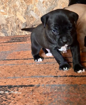 Eladó Stafford kiskutya - kép 3