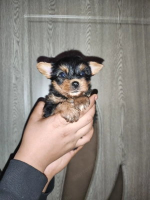 Eladó yorkshire terrier  - kép 6