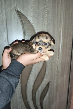 Eladó yorkshire terrier  - kép 4