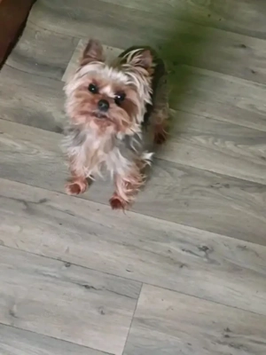 Eladó yorkshire terrier 