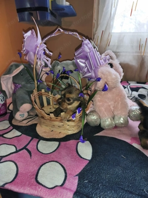 Eladó yorkshire terrier  - kép 3