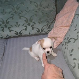 Tündéri csivava kisfiúk