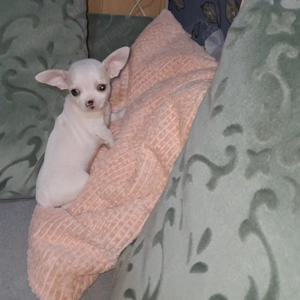 Tündéri csivava kisfiúk - kép 3