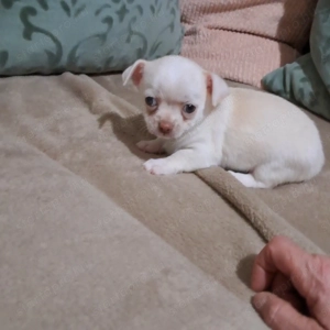 Tündéri csivava kisfiúk - kép 5