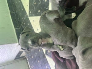 Amerikai Staffordshire Terrier - kép 3