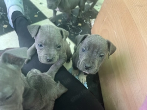 Amerikai Staffordshire Terrier - kép 2