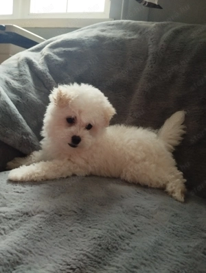 Bolognese kiskutya  - kép 3