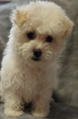 Bolognese kiskutya  - kép 2