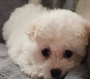 Bolognese kiskutya  - kép 5