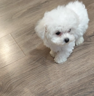  Mini máltai selyemkutya kisfiú gazdit keres!   - kép 3