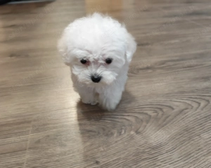 Eladó máltai selyemkutya 