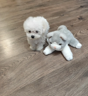  Mini máltai selyemkutya kisfiú gazdit keres!  