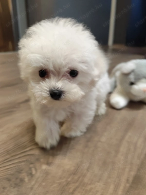  Mini máltai selyemkutya kisfiú gazdit keres!   - kép 2