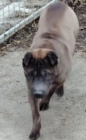 Jászladányi ebrendészeti telep gazdakeresői - kép 14