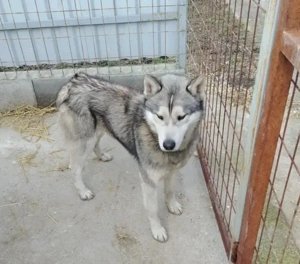Jászladányi ebrendészeti telep gazdakeresői