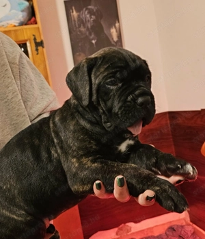 cane corso kölykök - kép 2