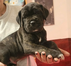 cane corso kölykök - kép 3