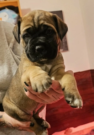 cane corso kölykök - kép 5