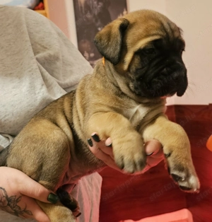 cane corso kölykök - kép 4