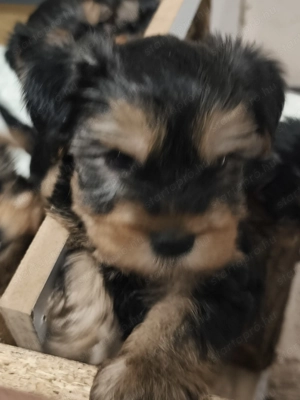 Yorki babák eladó  - kép 3