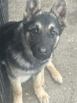 Német juhász németjuhász egyenes hátú kölyök szállítással is