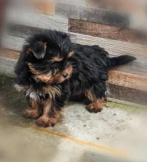 Yorki kislány - kép 4