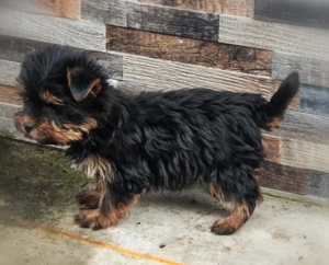 Yorki kislány - kép 2