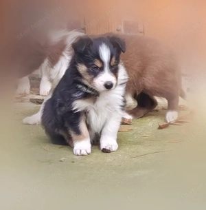 Border collie kiskutyák - kép 2