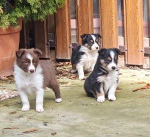 Border collie kiskutyák - kép 5