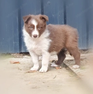 Border collie kiskutyák - kép 3