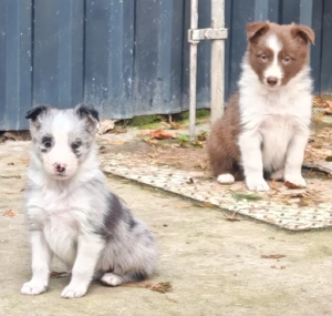 Border collie kiskutyák - kép 4