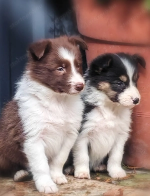 Border collie kiskutyák