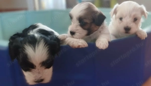 Fehér Bichon Havanese kiskutya - kép 4