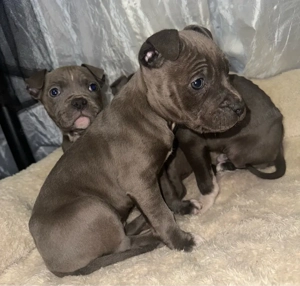 Amerikai Stafford kisbabák  - kép 3