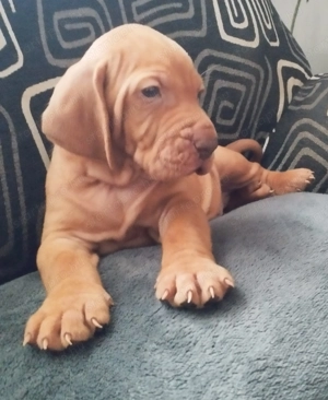 Magyar vizsla kiskutyák szerető családot keresnek - kép 4