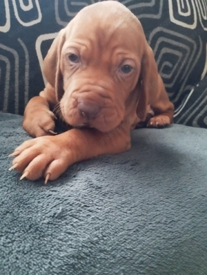 Magyar vizsla kiskutyák szerető családot keresnek - kép 3