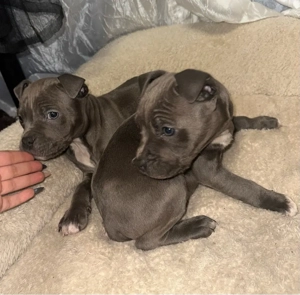 amerikai stafford kiskutyák - kép 3